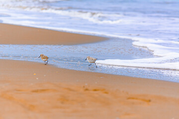 Calidris alba comiendo moluscos en  la costa