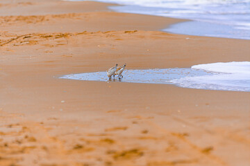 Calidris alba comiendo moluscos en  la costa