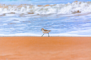 Calidris alba comiendo moluscos en  la costa
