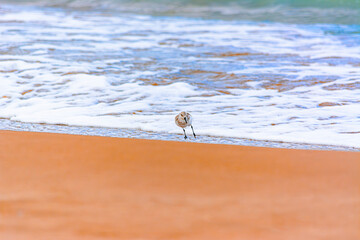 Calidris alba comiendo moluscos en  la costa