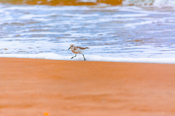 Calidris alba comiendo moluscos en  la costa