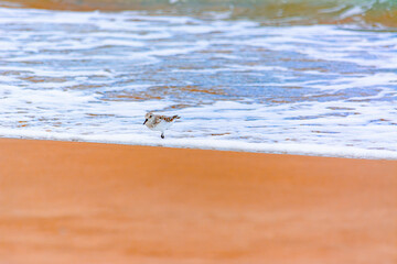 Calidris alba comiendo moluscos en  la costa