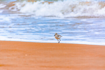 Calidris alba comiendo moluscos en  la costa