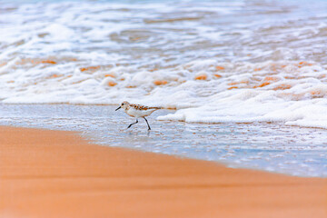 Calidris alba comiendo moluscos en  la costa