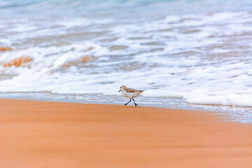Calidris alba comiendo moluscos en  la costa