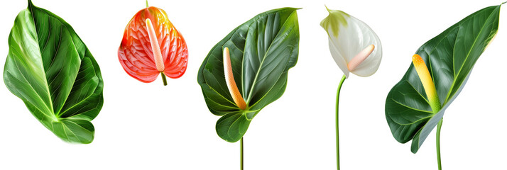 set of arrangements of anthuriums with banana palm leaves, isolated on transparent background