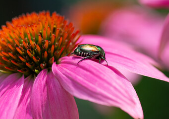 Japanese Beetle on Cone Flower bloom, Pittsburgh, PA