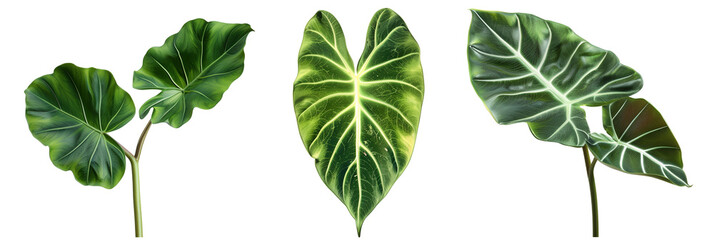 set of Alocasia leaves with prominent veins, isolated on transparent background