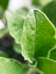 Green leaves of eggplant seedlings closeup