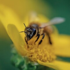 Closeup photo of a alive Bee macro 35mm close up film still photography natural light