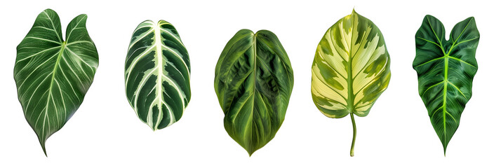 set of Philodendron leaves with various shapes and textures, isolated on transparent background