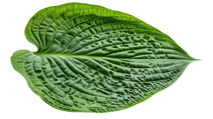 A close-up of a large Hosta leaf with its textured veins, isolated on transparent background