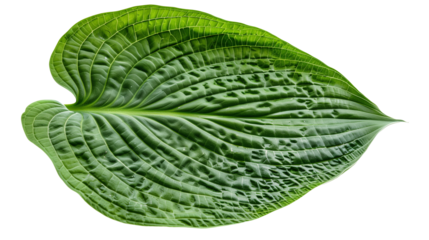A close-up of a large Hosta leaf with its textured veins, isolated on transparent background