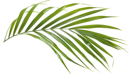 Fototapeta premium A Kentia Palm leaf with long, slender fronds, isolated on transparent background