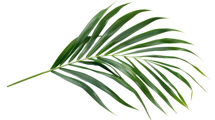 Fototapeta premium A Kentia Palm leaf with long, slender fronds, isolated on transparent background