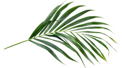 A Kentia Palm leaf with long, slender fronds, isolated on transparent background