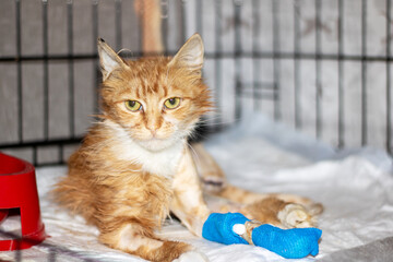 An injured Cat with orange and white fur wearing a blue bandage on its paw