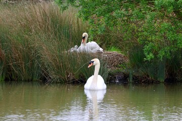 swan and cygnets