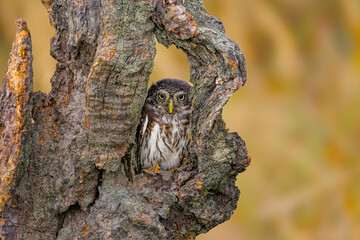 Boreal owl (Aegolius funereus) is small owl. In Europe, it is typically known as Tengmalm's owl after Swedish naturalist Peter Gustaf Tengmalm or, more rarely, Richardson's owl.