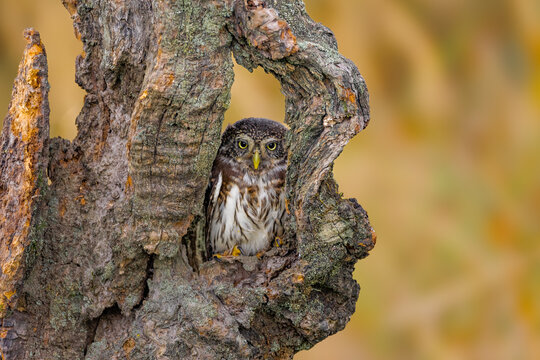 Boreal owl (Aegolius funereus) is small owl. In Europe, it is typically known as Tengmalm's owl after Swedish naturalist Peter Gustaf Tengmalm or, more rarely, Richardson's owl.