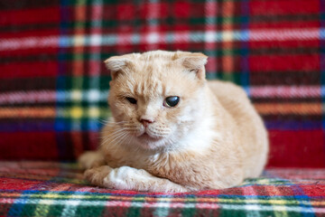 Felidae carnivore cat lounges on tartan plaid blanket on couch
