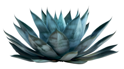 A spiky Agave leaf with a blue-green hue, isolated on transparent background