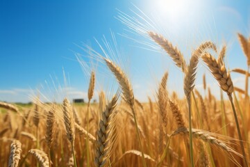Fototapeta premium Sunny Wheat Field