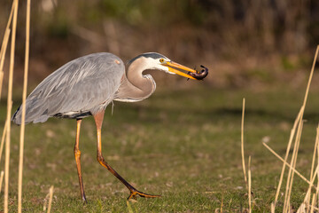  great blue heron (Ardea herodias) fishing