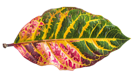A close-up of a Croton leaf with its variegated colors, isolated on transparent background