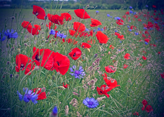 A popular floral combination: poppies and cornflowers. - obrazy, fototapety, plakaty
