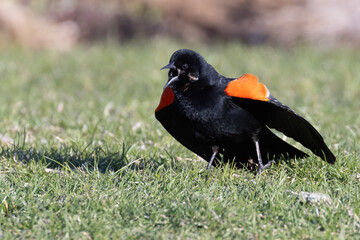 red-winged blackbird (Agelaius phoeniceus) singing in spring
