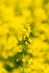 yellow blooming rapeseed field. One plant on yellow background.