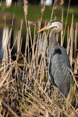  great blue heron (Ardea herodias) in spring