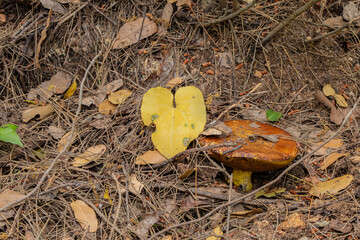 brown mushroom and yellow leaf