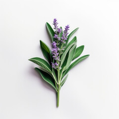 generated illustration of fresh sage twig isolated on white background