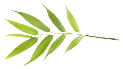 A slender bamboo leaf in a minimalist style, isolated on transparent background