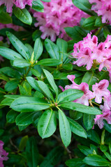 Keukenhof park of flowers and tulips in the Netherlands. Beautiful outdoor scenery in Holland