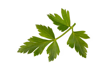 Green fresh parsley leaf isolated on white background