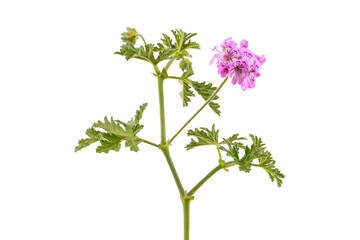 Pelargonium graveolens flower on the white background
