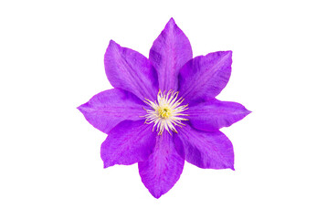 Clematis, also known as clematis, is a perennial plant.