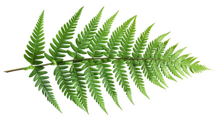 A fern leaf with intricate veins, isolated on transparent background