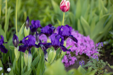 Purple irises bloom in the garden among other flowers and grass