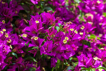 Bougainvillea flowers close up. Blooming bougainvillea.