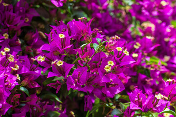 Fototapeta premium Bougainvillea flowers close up. Blooming bougainvillea.