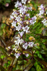 White flowers of Penstemon digitalis in the garden.