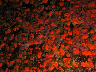 Underwater wall with red marine life. Scuba diving in the deep ocean, underwater wildlife...