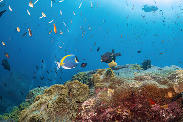 Underwater sea fish swim around coral reef rock photography in deep sea in scuba dive explore travel activity with blue background landscape in Andaman Sea, Thailand