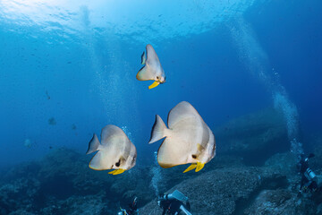 Big batfish in side position swim around coral reef photography in deep sea in scuba dive explore...