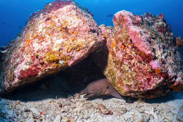 Moray eel hide under coral reef rock photography in deep sea in scuba dive explore travel activity underwater with blue background landscape in Andaman Sea, Thailand