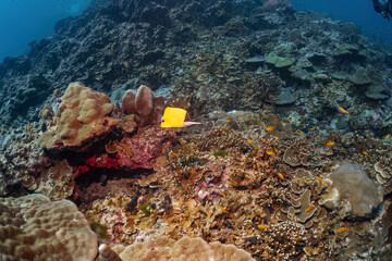 Yellow butterflyfish swim pass coral reef photography in deep sea in scuba dive explore travel activity underwater with blue background landscape in Andaman Sea, Thailand